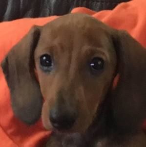 Meet your Posher, Paula